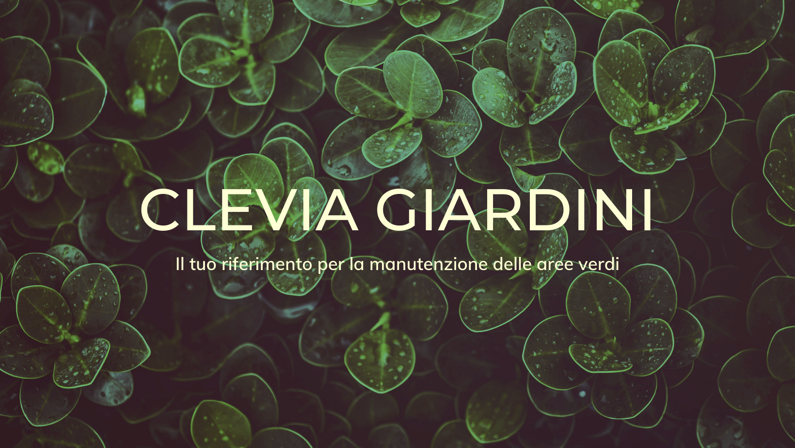 CLEVIA GIARDINI